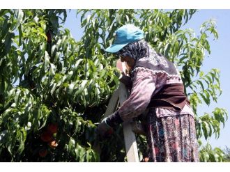 (Özel-haber) Şeftaliyi Toplamaya Sahurda Başlıyorlar