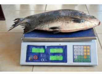 İznik Gölü’nde Balıkçı Ağına Pirana Takıldı