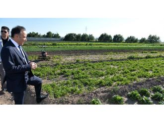 Vali Altıparmak, Seraları Gezdi