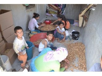 Ceviz Kabukları Kenar Mahallede Ekmek Parası