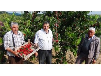 Napolyon Cinsi İhracatlık Kirazın Kilosu 1 Liranın Altına Düştü