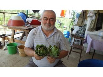 Burhaniyeli Çiftçi Her Mevsim Enginar Satıyor