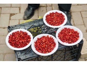 Üreticinin Ek Geçim Kaynağı ’Dağ Çileği’