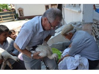 Belediye Binasını Sahiplenen Leyleklere Numara Verildi