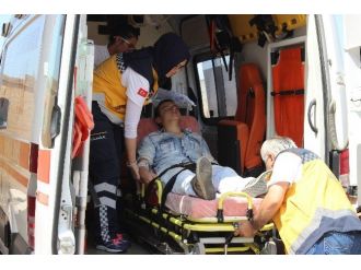 Bonzai İlleti Bitmiyor