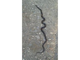 Ortaca’da Dev Yılan Korkusu