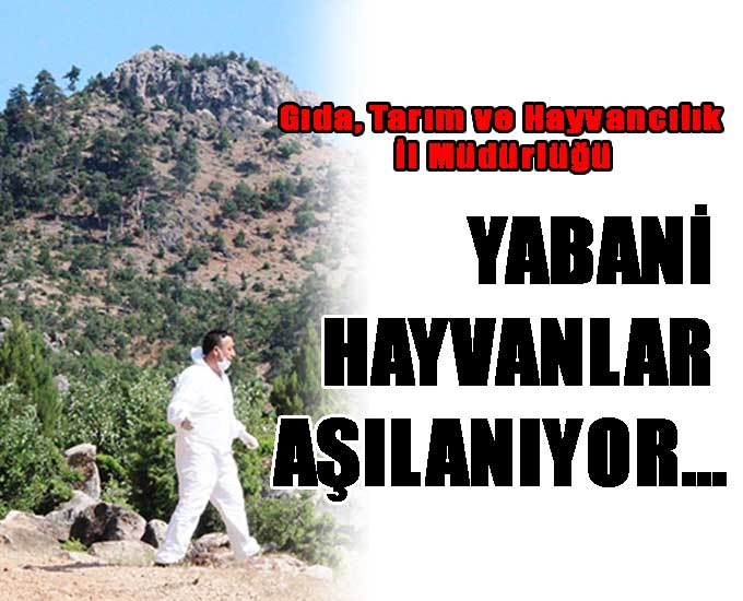 Yabani Hayvanlar Aşılanıyor…