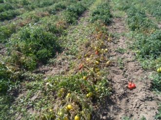 Sebzelerde Kök Çürüklüğü Hastalığı