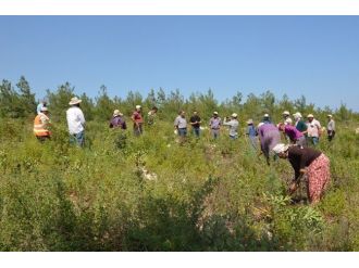 Mersin’de Yardop Ve Gelir Getirici Tür Sahalarında Çalışmalar Sürüyor