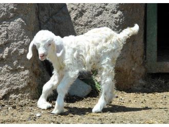 Keçiören Aquapark’ta Oğlak Ve Geyik Yavruları Dünyaya Geldi