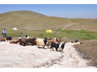 Hayvanlarını Serinletmek İçin Kar Üzerine Çıkarıyorlar