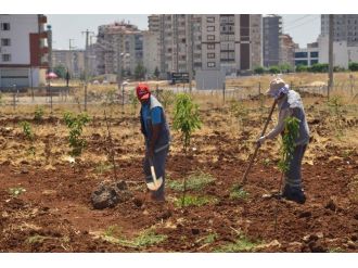 Diyarbakır’da Meyve Bahçesine 800 Adet Fidan Dikildi