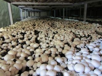 Korkuteli’nde Mantar Üreticisi Zorda