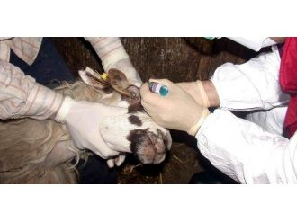 Ordu’da Hayvanlarda Salgın Hastalık