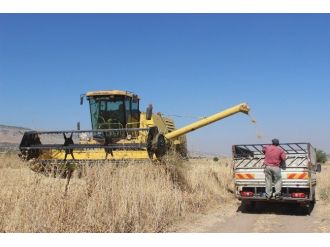 Tahıl Hasat Mevsiminde Sona Doğru