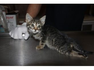 Yaralı Kediyi Harçlıklarıyla Veterinere Götürdüler