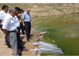 Kırıkkale’de Cinali Göletine 20 Bin Yavru Balık Bırakıldı