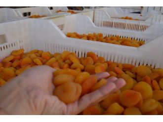 2015 Yılının İlk Kuru Kayısı Mahsulü Görücüye Çıktı