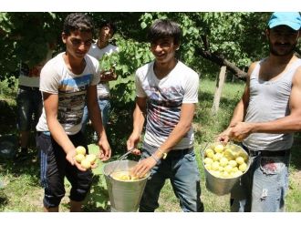 Ramazan’da 35 Derece Sıcakta Kayısı Hasadı Yapıyorlar