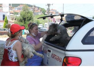 Hayvan Barınağında Bakım Rezaleti İddiası