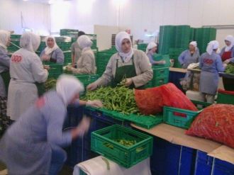 Bozüyük’te Bakla Ve Bezelye Hasadı Sona Erdi