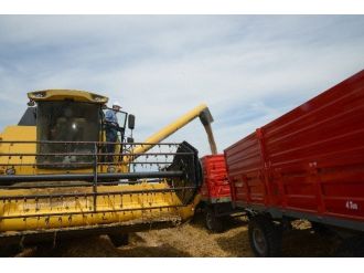 Belediye Başkanı Buğday Hasadı Yaptı