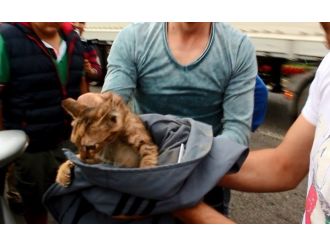 Motora Sıkışan Kedi Kurtarıldı