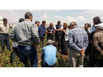 Chp’li Vekil, Şalvarını Giyip Patates Üreticilerini Ziyaret Etti