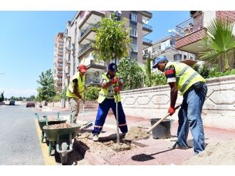 Muratpaşa’dan Her 7 Metreye Bir Fidan