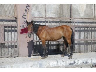 Halk Sağlığını Hiçe Sayanlar Yakalandı