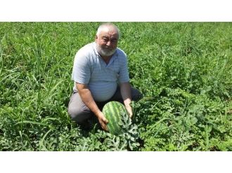 Burhaniye’de Yerli Karpuz Çıktı