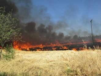 Adıyaman’da Yangında Ağaçlar Ve Elektrik Direkleri Zarar Gördü
