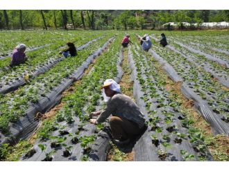Ordu’da Organik Tarım Tuttu