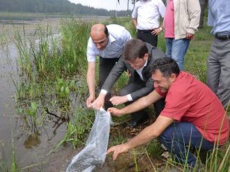 Düzce’deki Göletler Balıklandırıldı