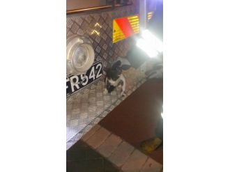 (Özel Haber) Eskişehir’de Çocukların Kedi Kurtarma Sevinci
