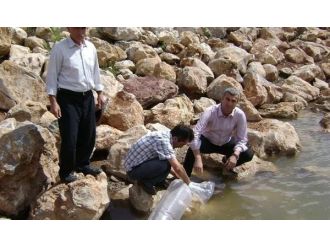 Amasya’da 2 Gölete 20 Bin Yavru Balık Bırakıldı