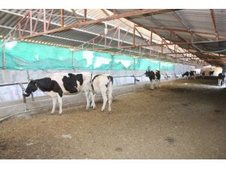 Silopi’de Başıboş Hayvanların Toplanmasına Başladı