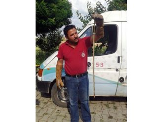 Bursa’da Zehirli Yılan Paniği