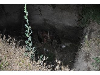 Bir Çukurdan Çıkarıldı Diğer Çukura Düştü