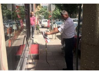 Esnafa Saldıran Yılanı Eliyle Yakaladı