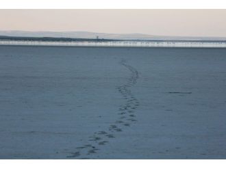 Seyfe Gölü Ekoloji Dernek Başkanı Ömer Çetiner: