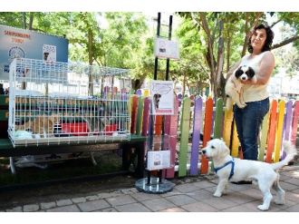 Muratpaşa’dan Sokak Hayvanları Projesi