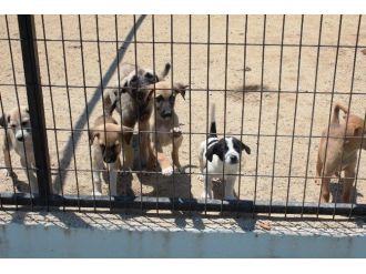 Tekirdağlılar Sokak Hayvanlarına Sahip Çıkıyor