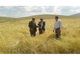 Bolvadin’de Ekili Tarım Arazilerini Dolu Vurdu