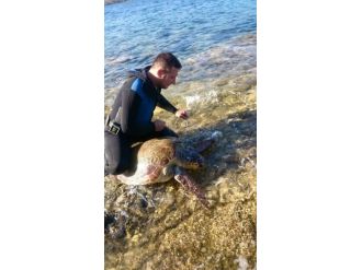 Misinaya Dolanan Caretta Ölmek Üzere İken Kurtarıldı