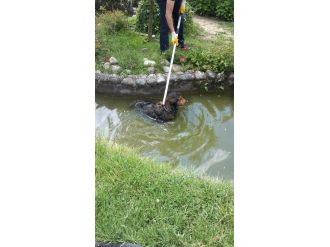 Serinlemek İçin Havuza Giren Köpeği Zabıta Kurtardı