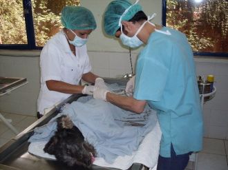 Büyükşehir’den Yaralı Hayvanlara Ambulanslı Müdahale