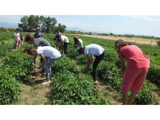 Öğrenciler Kampta Sebze Yetiştirmeyi Öğreniyor