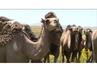 Aydın’da Güreşen Develer Van Keşiş Yaylasında Kamp Yapıyor