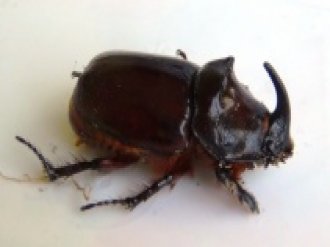 Gergedan böceği bu kez Erciş’te bulundu